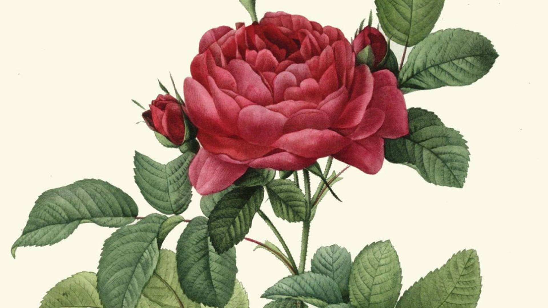 Rose illustration