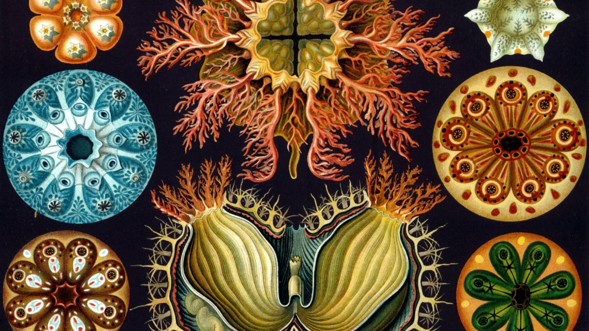 Scientific illustration by Ernst Haeckel