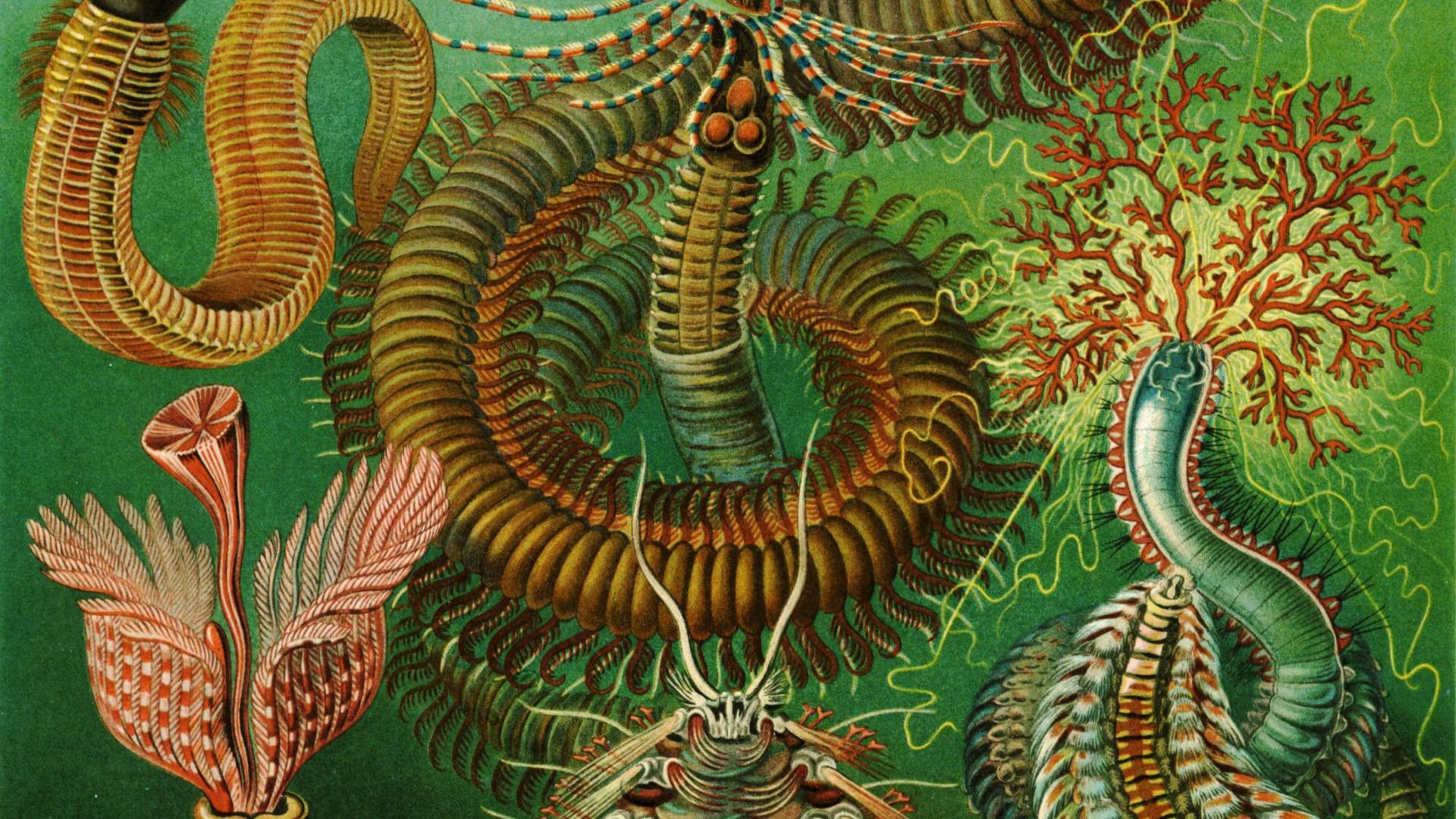 Scientific illustration by Ernst Haeckel