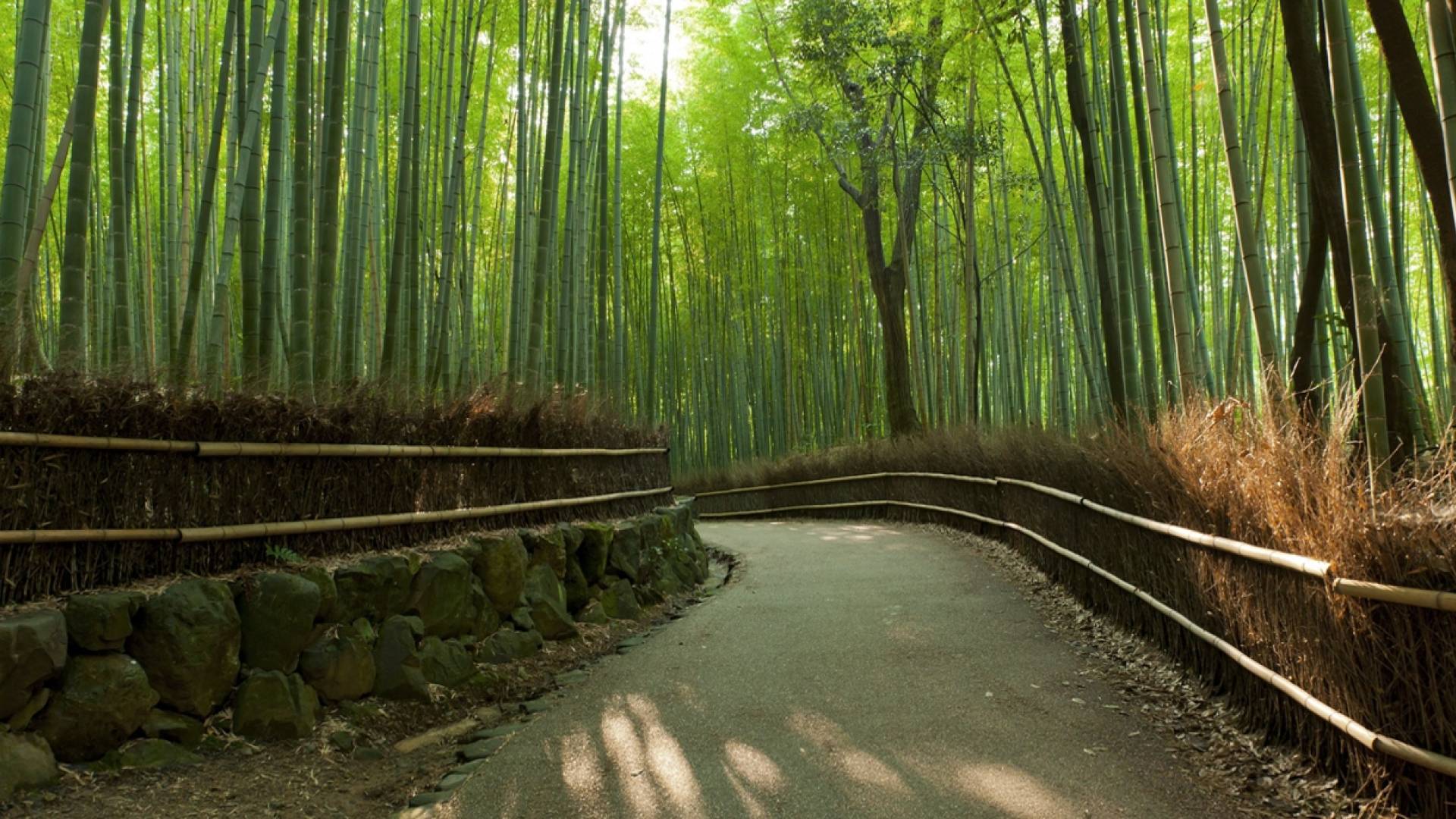 Path through bamboo in Kyoto's Arashiyama forest.