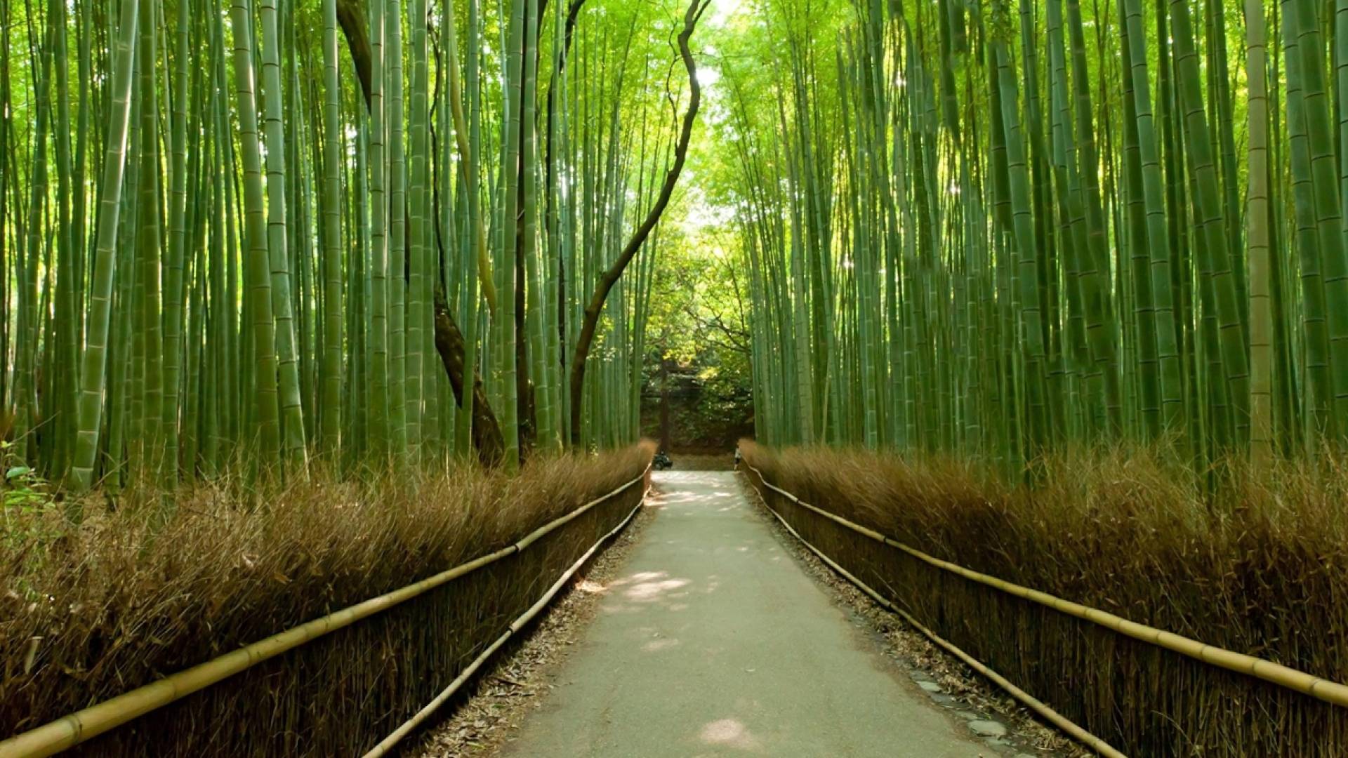 Path in Kyoto's Arashiyama forest.