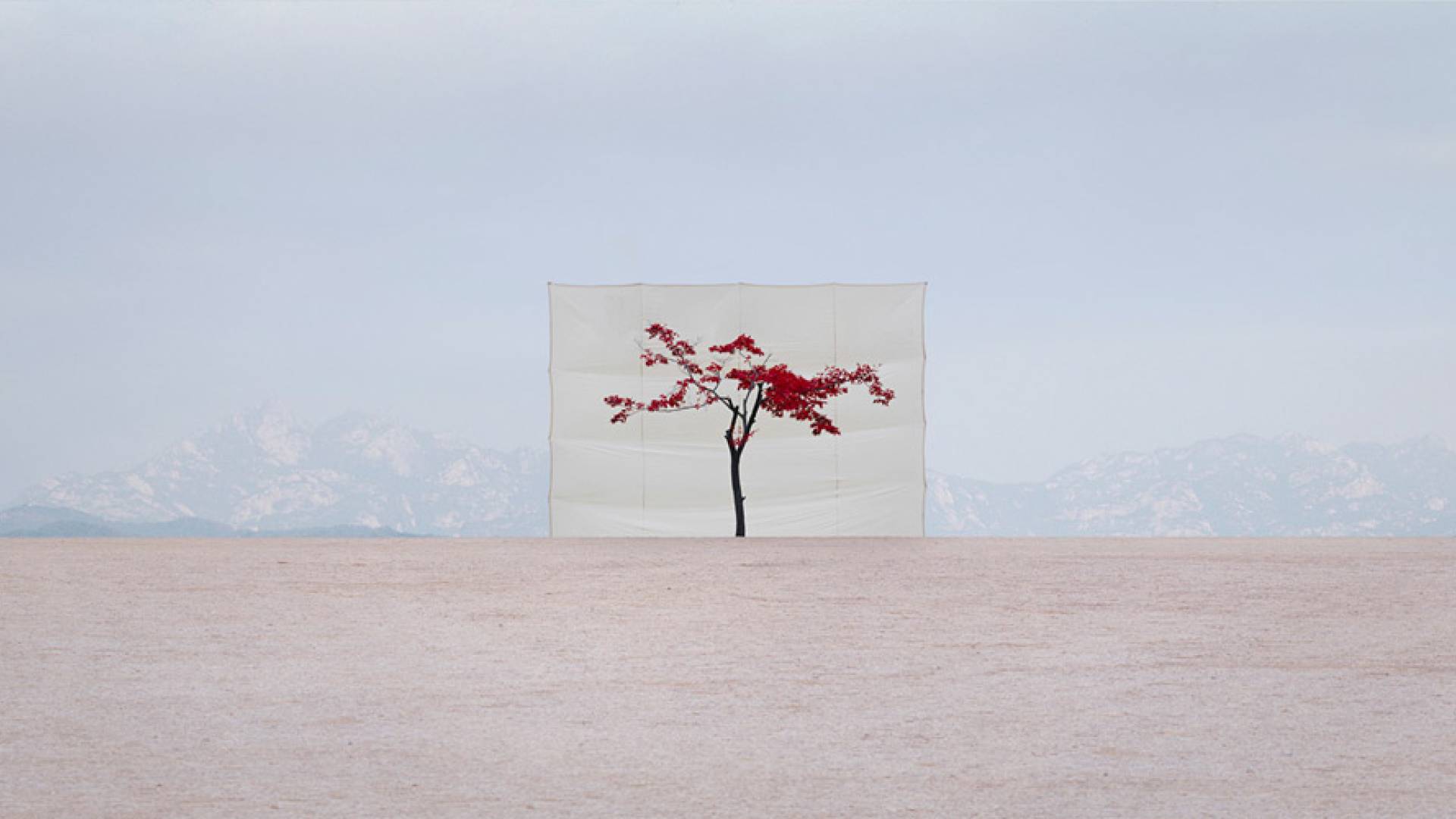 Tree with red blossoms in field with white backdrop behind.
