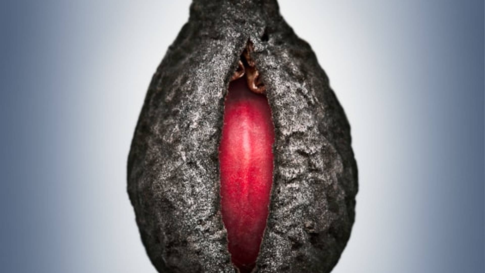 Close up of black seed husk with red seed in center.
