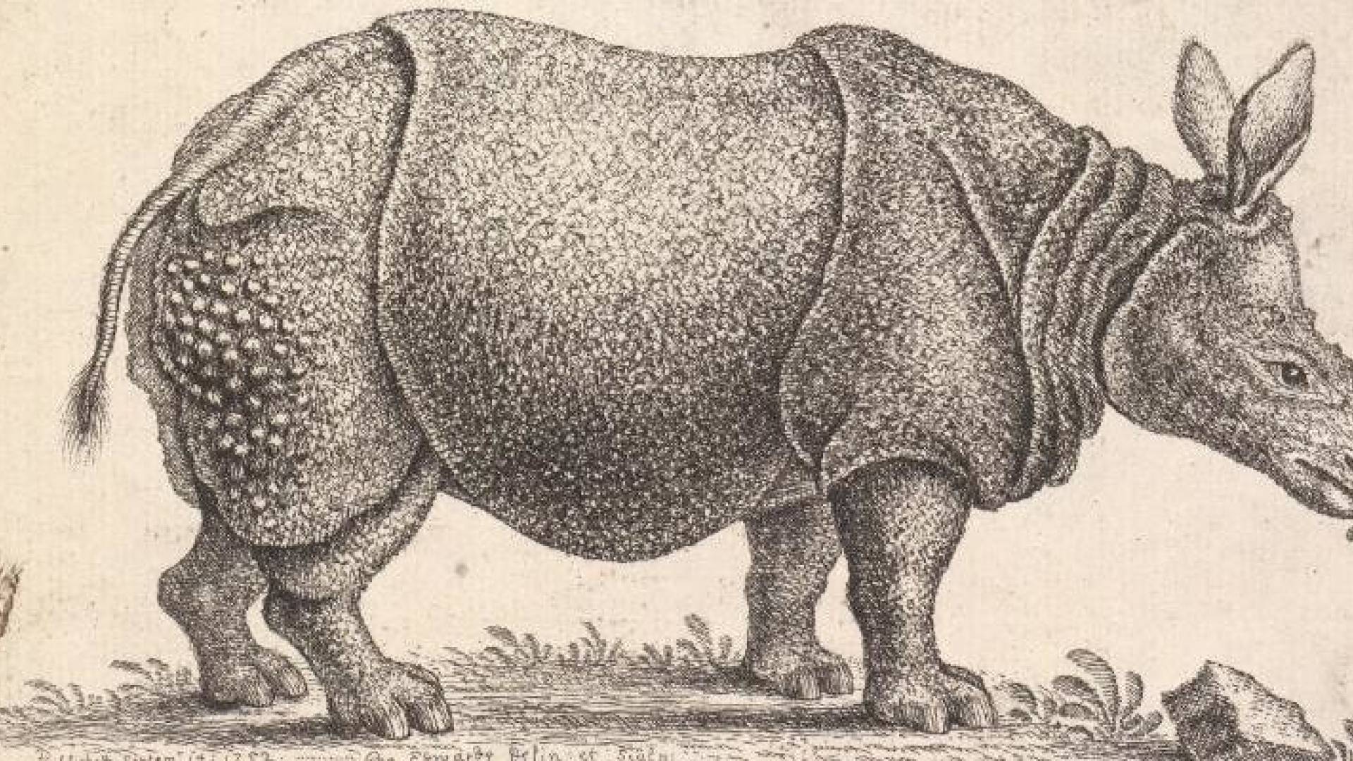 Rhino Illustration