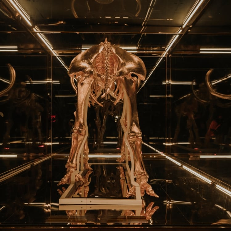 rear view of golden mammoth skeleton