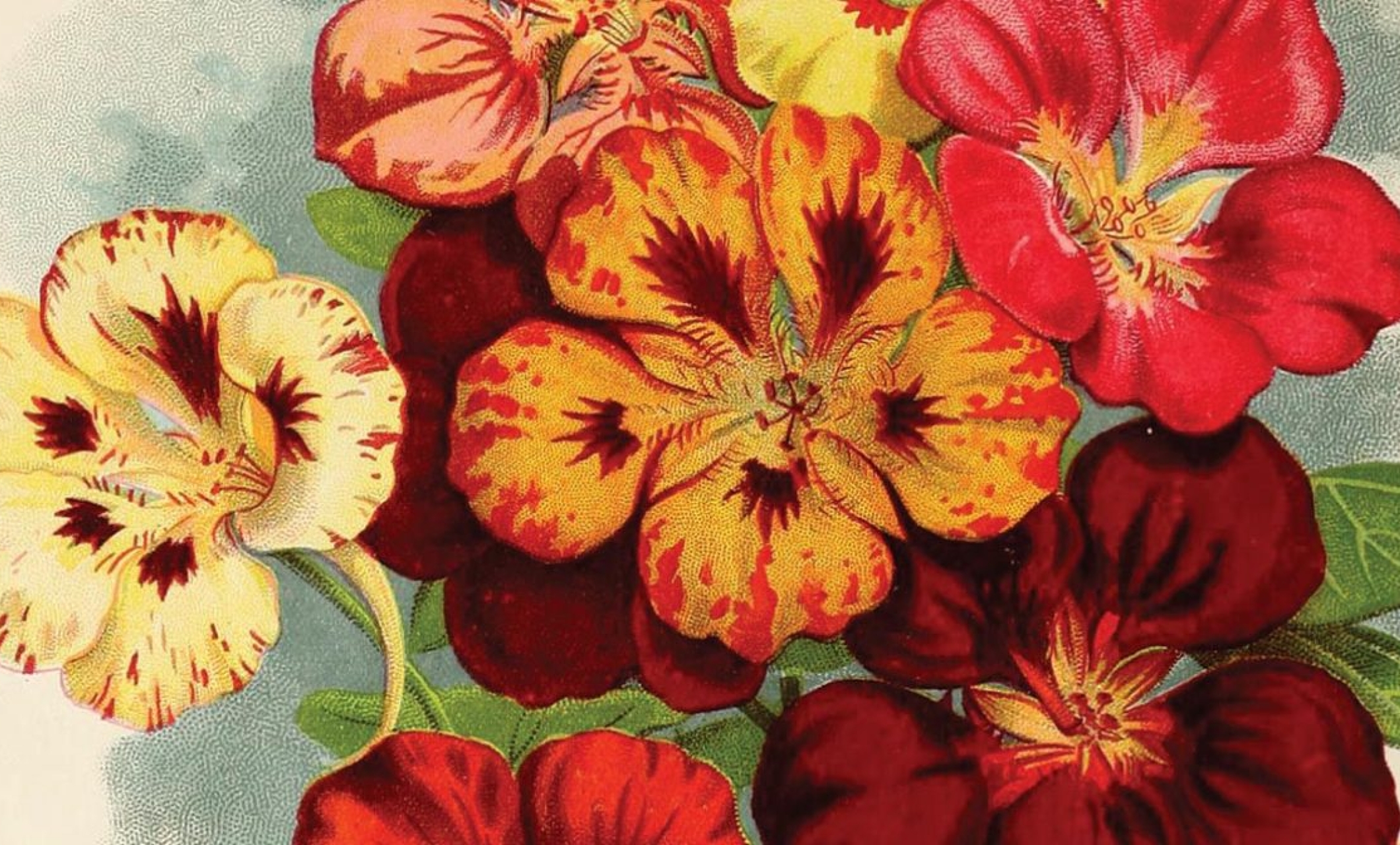 orange, red, and yellow flowers
