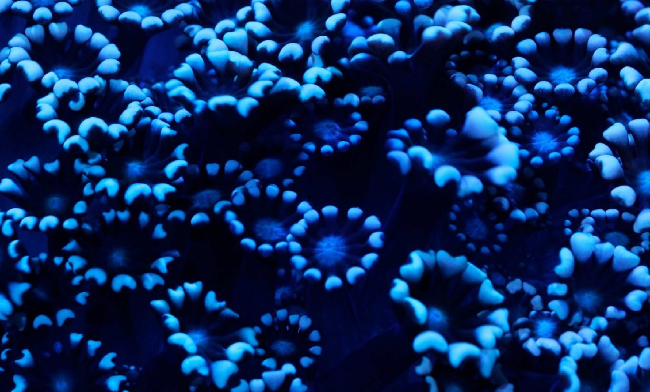 Coral Morphologic