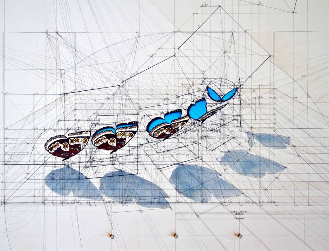 Рисунки картины чертежи это примеры Wildly Detailed Drawings That Combine Math and Butterflies WIRED
