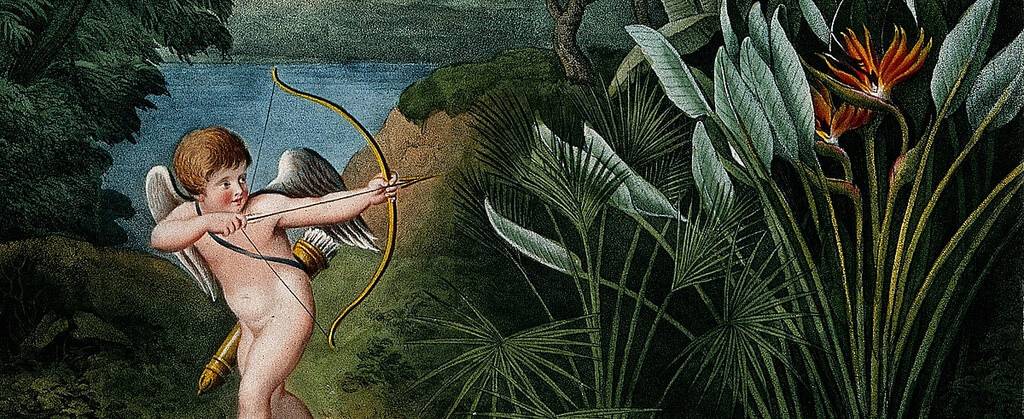 cupid points arrow toward plants