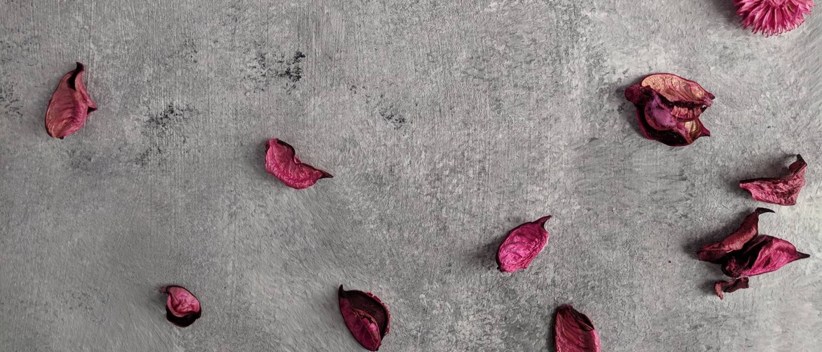 Wilted pink flower petals on concrete