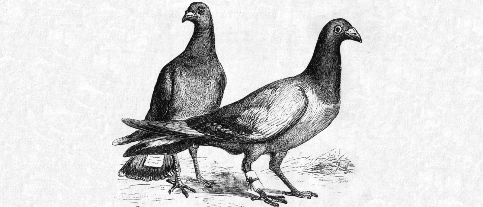 The Art and Use of Messenger Pigeons Faena