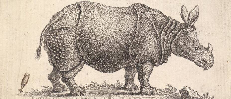 Rhino Illustration