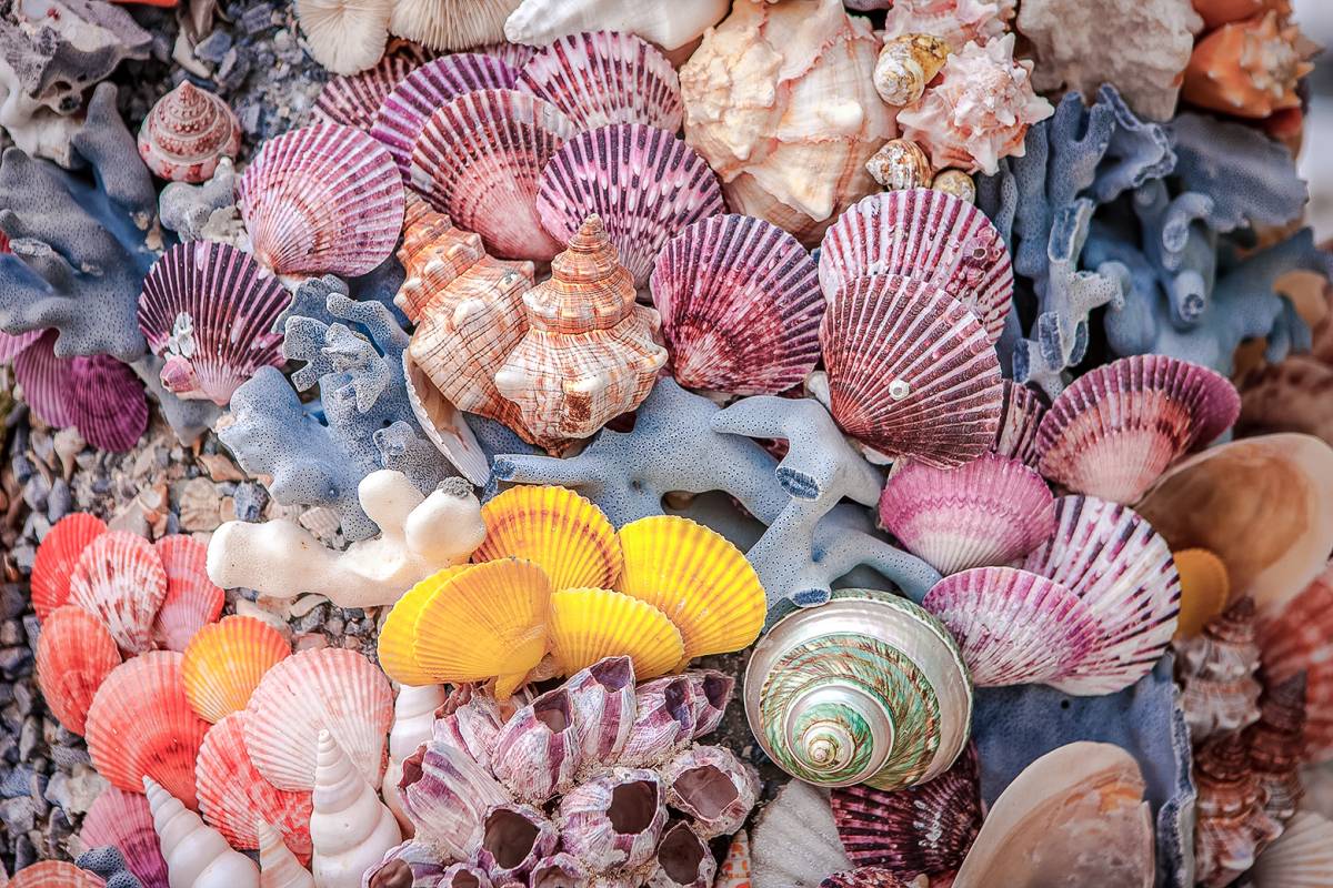Sunbar Seashells