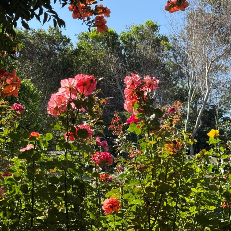 Flowers - Journal 63 Tierra Santa Garden