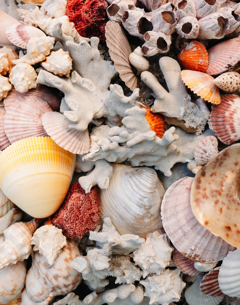 Seashells at Sun Bar