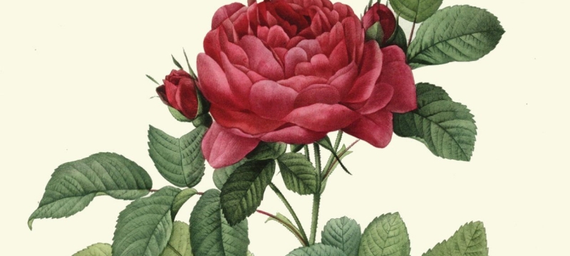 red rose surrounded by green leaves